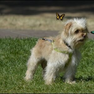 Premium Leather Collar & Leash Set