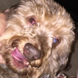 Wild Salmon Dog Treats – Family Bag